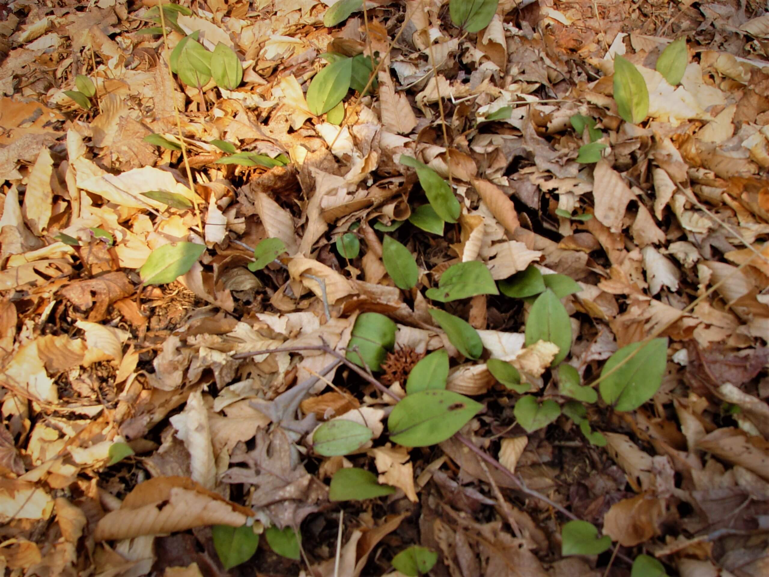 Leaf Litter The only litter that should be left on the ground