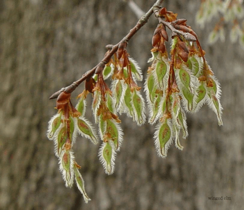 elm winged seed – Richmond Tree Stewards