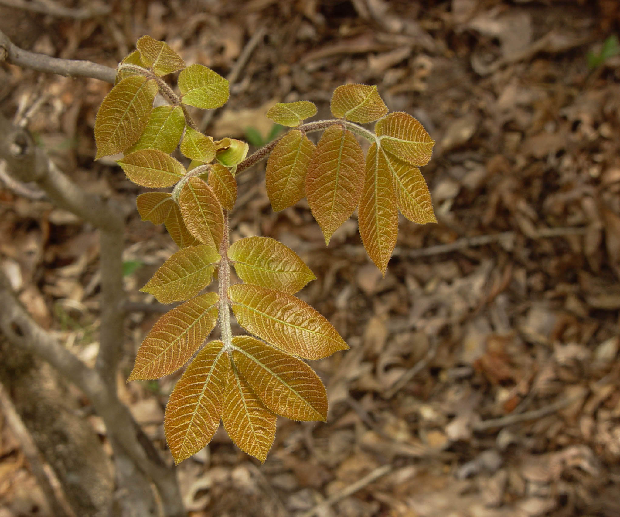 hickory-leaves-new-richmond-tree-stewards