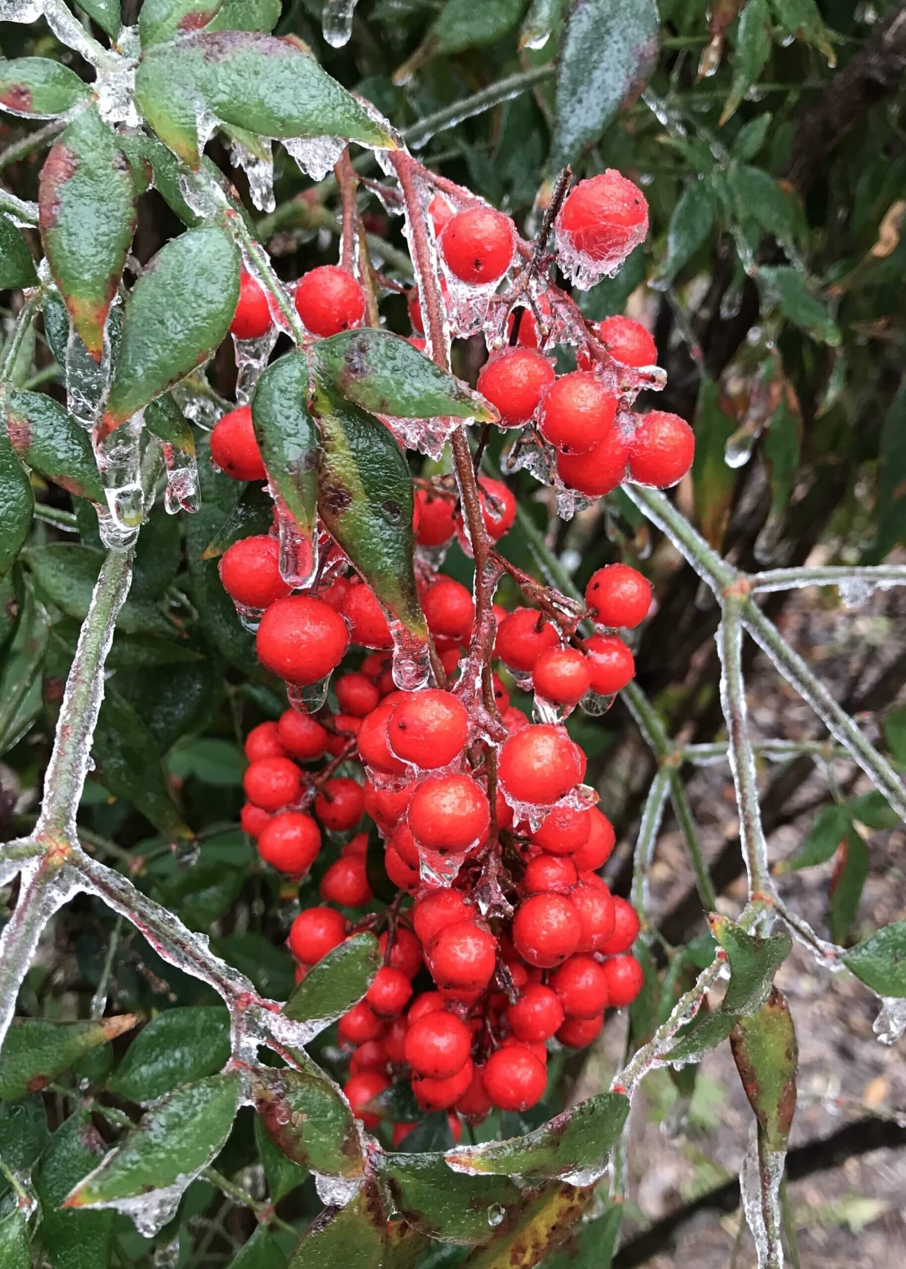 Viburnum nudum (Possum haw viburnum) - Richmond Tree Stewards