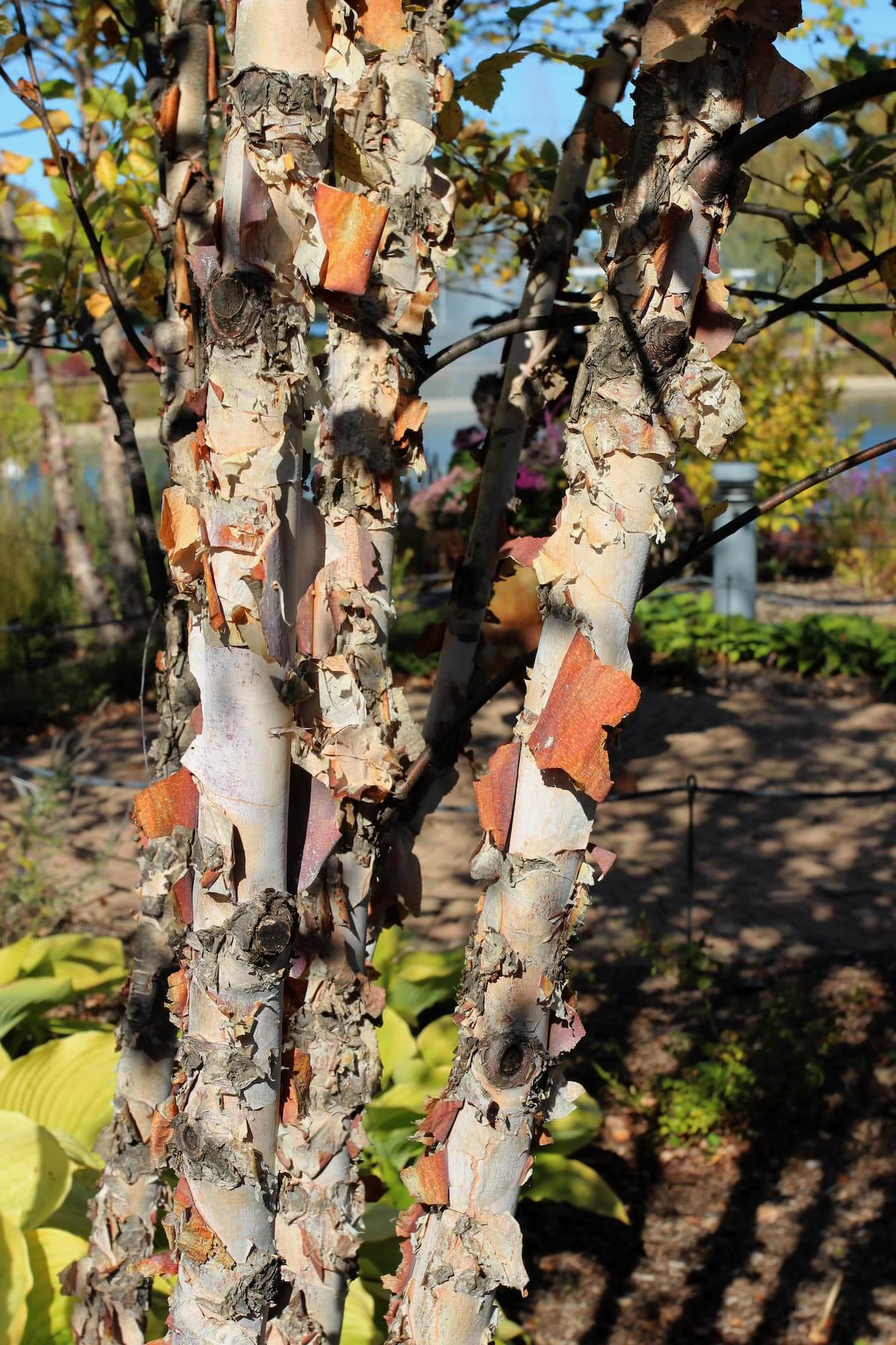 Birken Tree - Birchwater — NeighbourFood